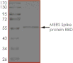 Product Element Image